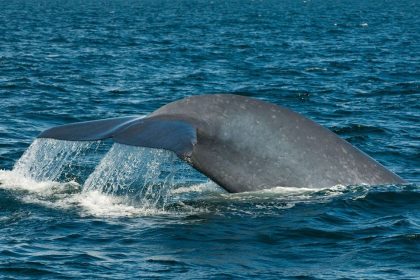 blue whale