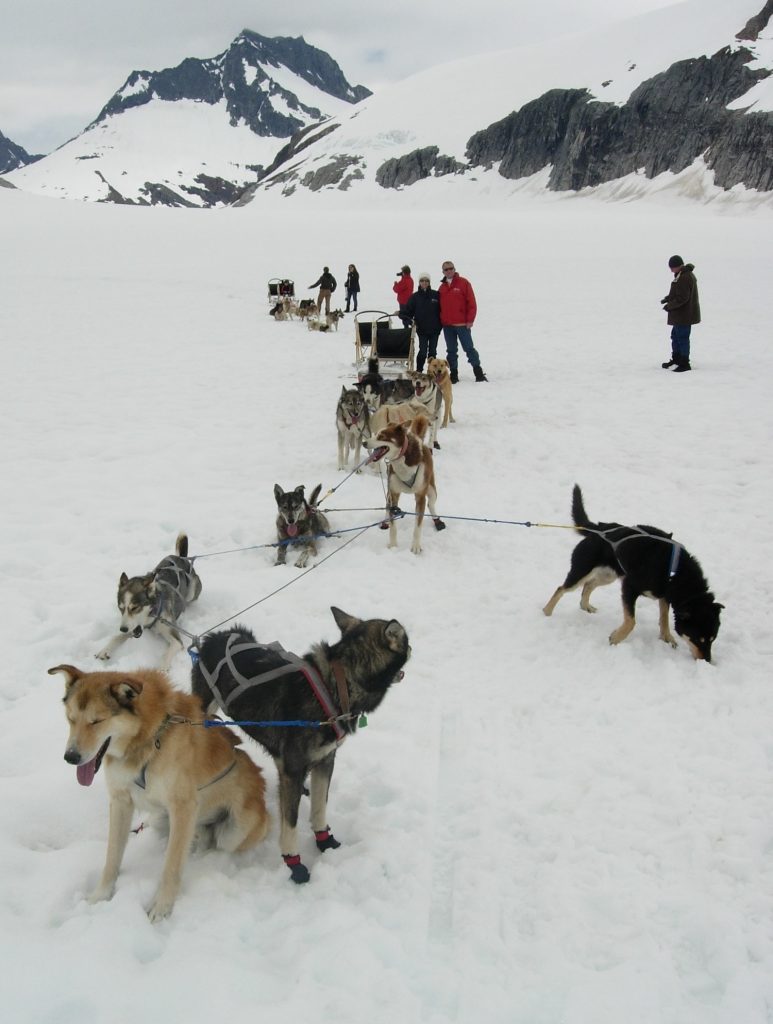 Alaska sled dogs