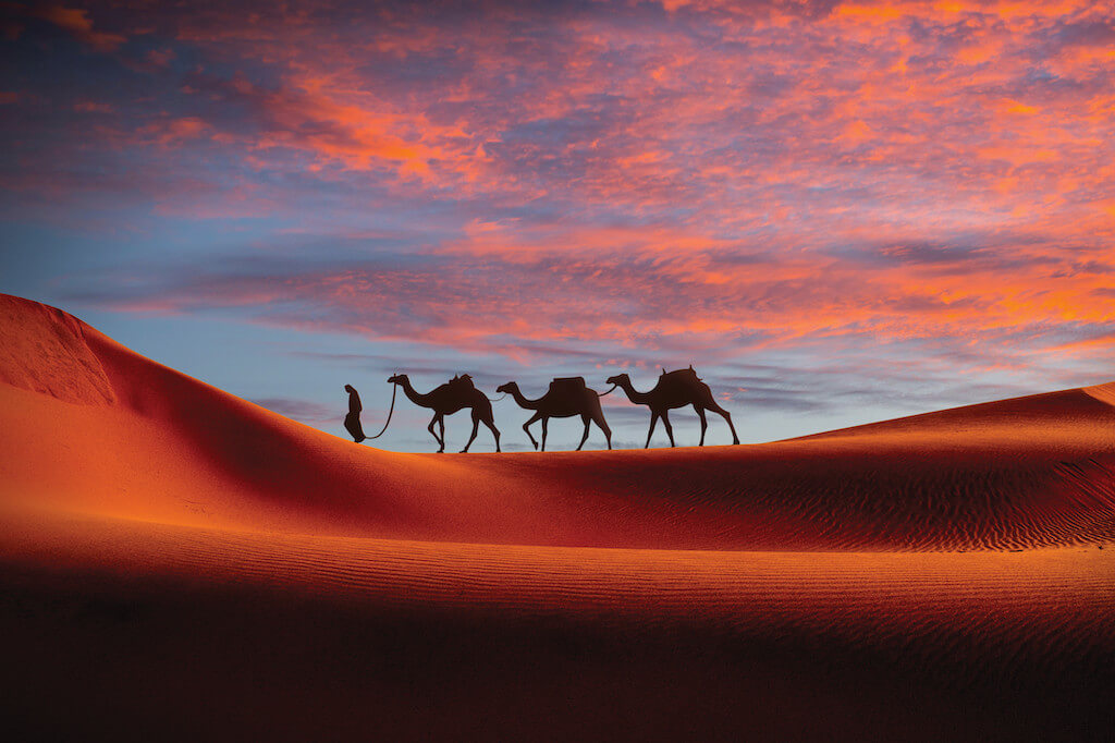 Holland America Africa World Voyage
